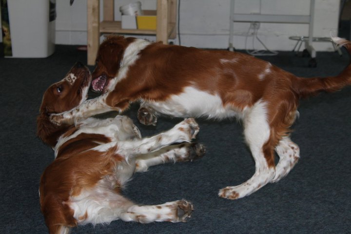 Sintra visar Rufus var skåpet ska stå