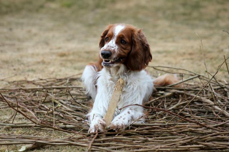 734067_10151240735581116_1319031256_n