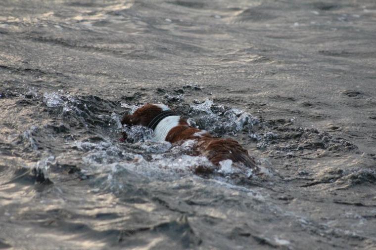 sintra hämtar pinne