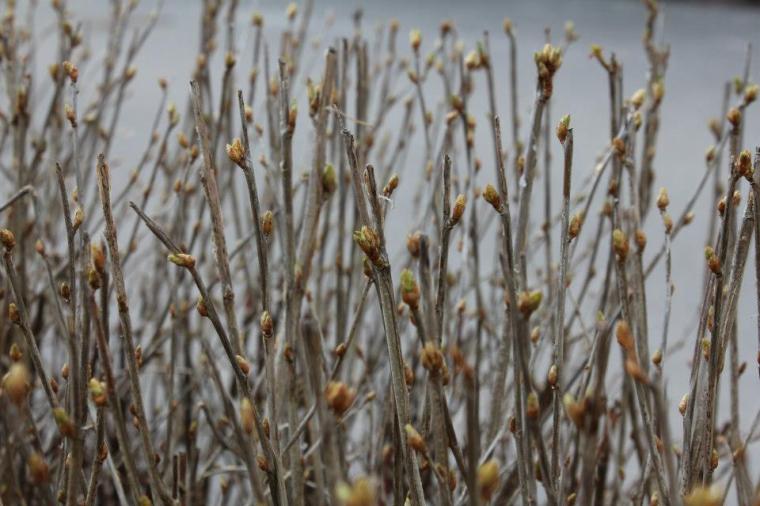 21181_10151294889696116_1343067306_n