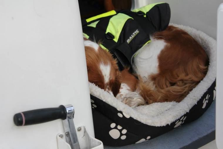 943429_10151335458116116_534383395_n