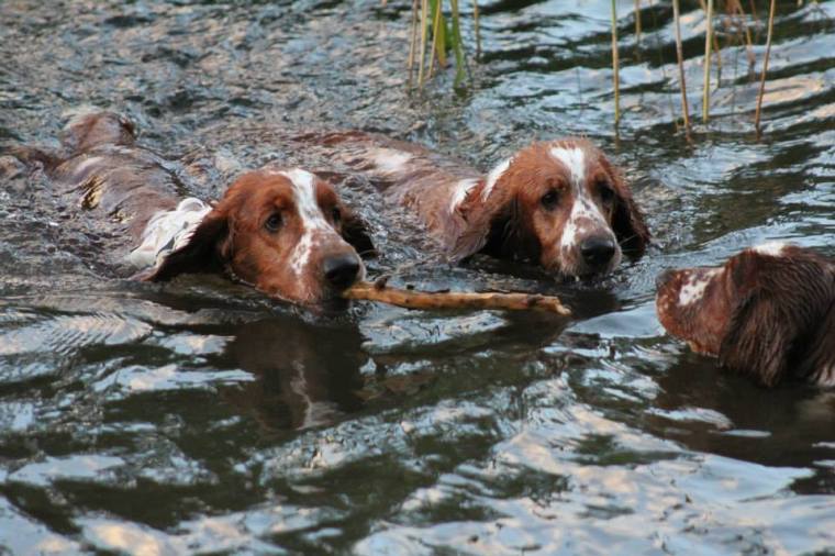 1146648_10151471786931116_1159045047_n