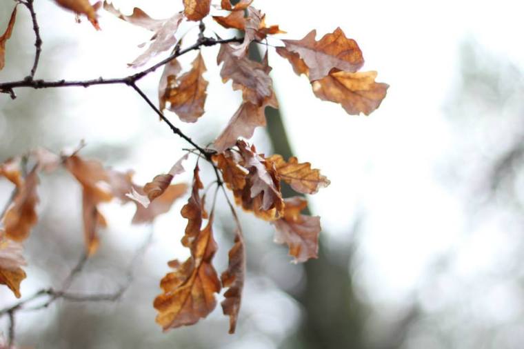 1513274_10151739365736116_894265110_n