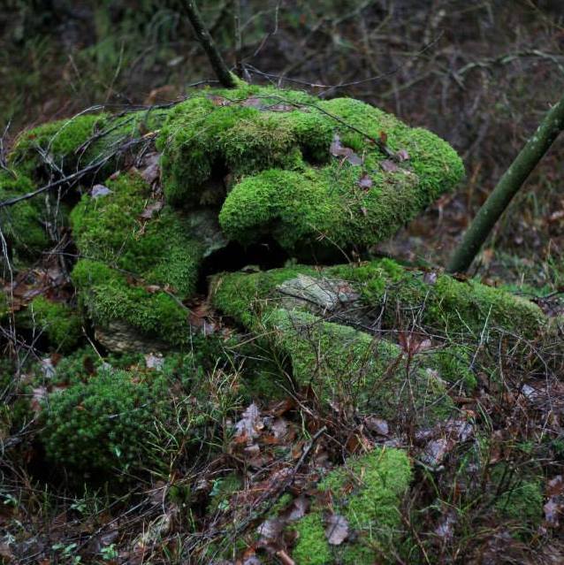 1560380_10151739365776116_2093126705_n