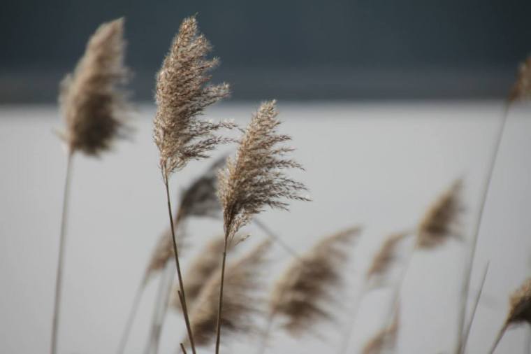 1620974_10151781919726116_197453090_n