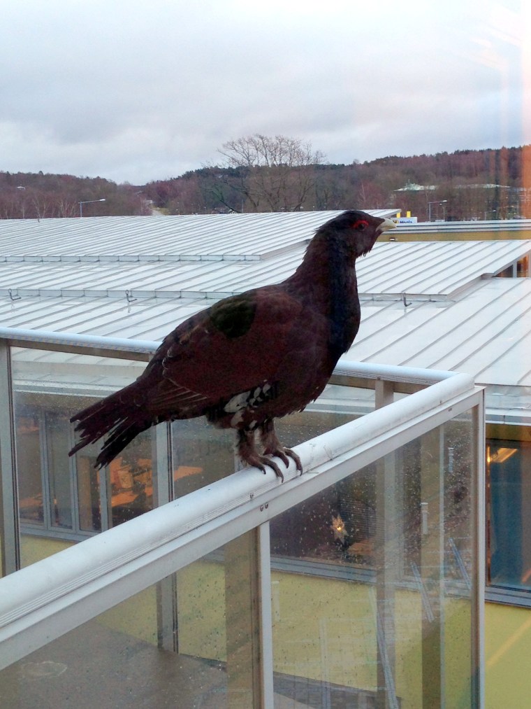 Photo 2014-01-10 09 48 24