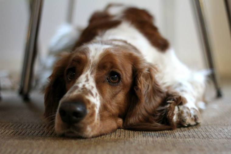 1653615_10151813138751116_571340958_n