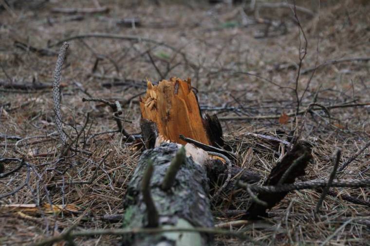 1902016_10151800474461116_1258626747_n