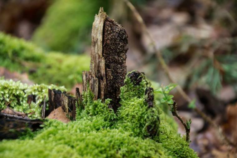 10001299_10151891631891116_8269356530840414224_n