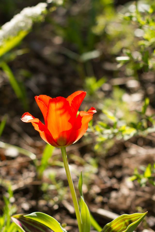 10151323_10151934678256116_4240651061653589666_n