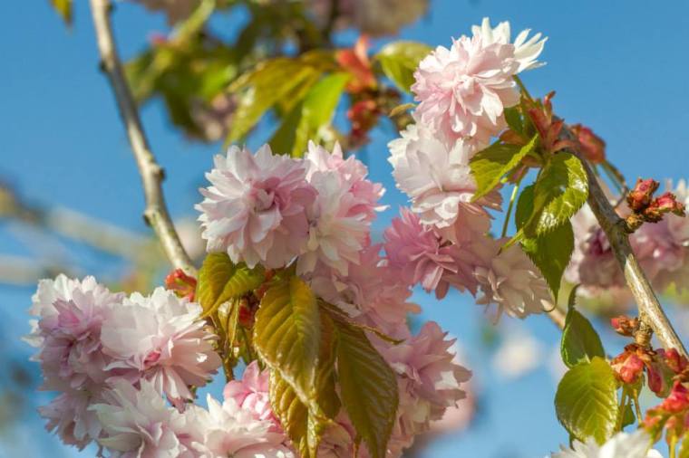 10154118_10151934678046116_2375500754421778431_n