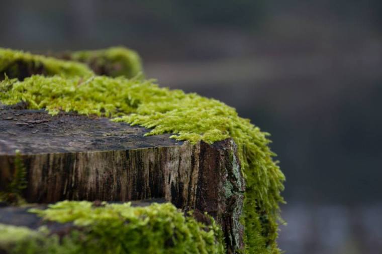 10155505_10151891631006116_2637157718475509635_n