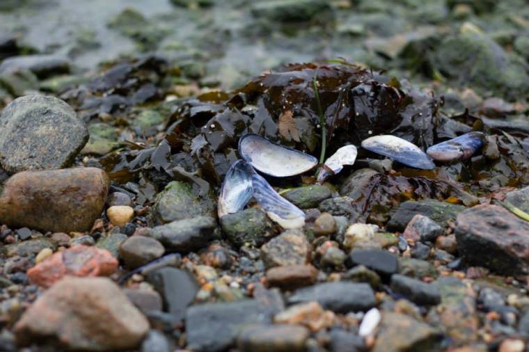 10171773_10151891631621116_4922558105508902448_n