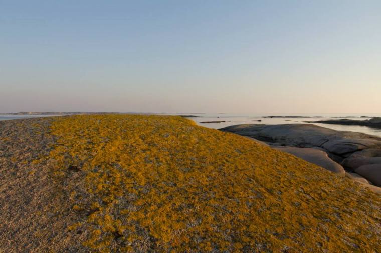 Blommande klipphäll på Vasholmarna