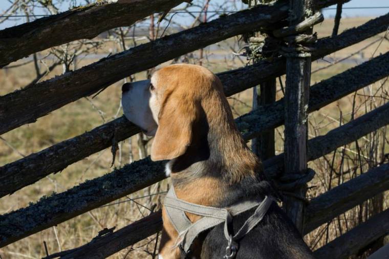 1606866_10151881159926116_1049486251_n