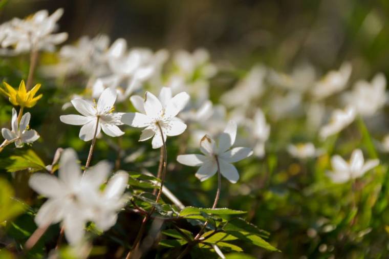 3594_10151920243556116_1351894453516537524_n