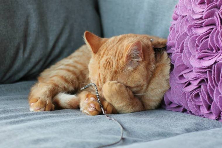 10435939_10152041728066116_8948595158034615891_n