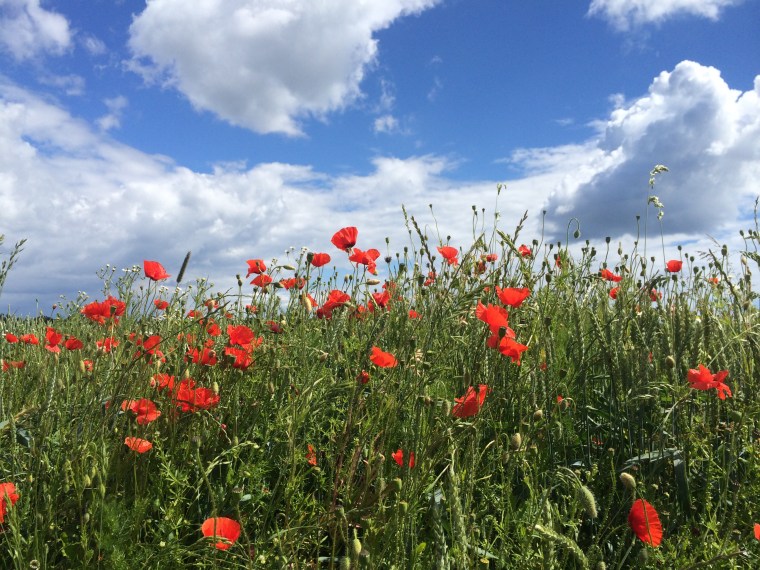 Photo 2014-06-22 11 40 27