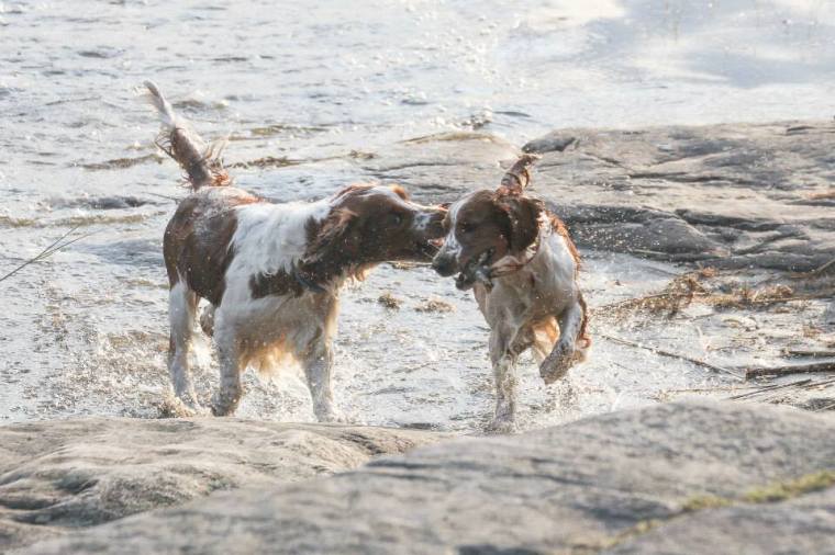 10590535_10152117122296116_1768321773057300119_n