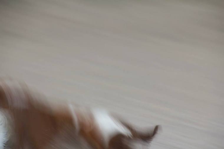 10592785_10152163794091116_5695609211011233392_n