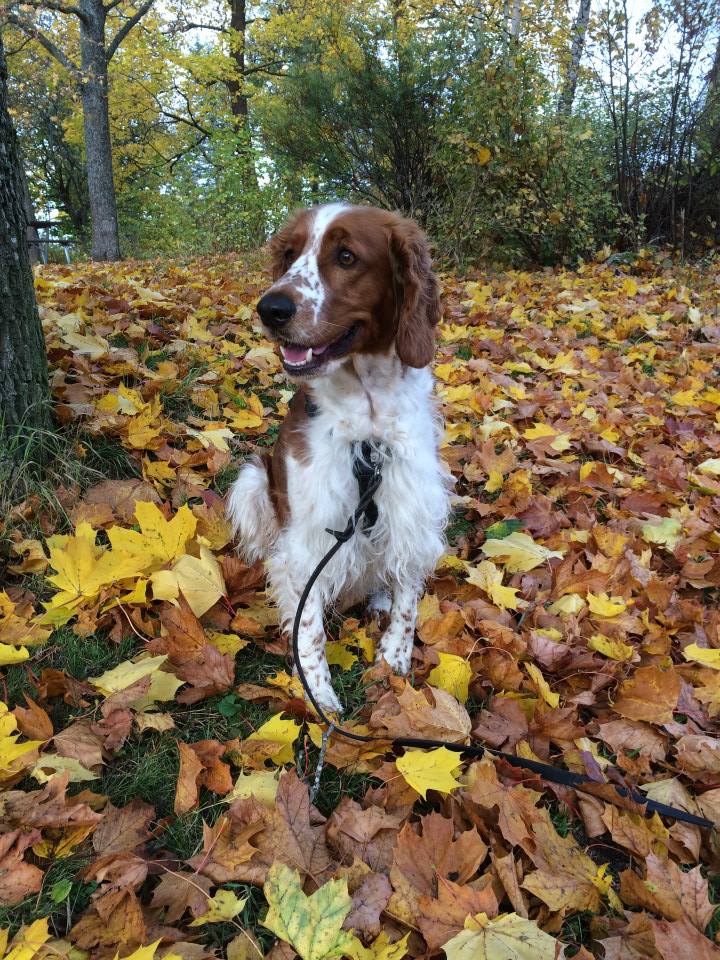 10246492_10152227645246116_8222052034105764104_n