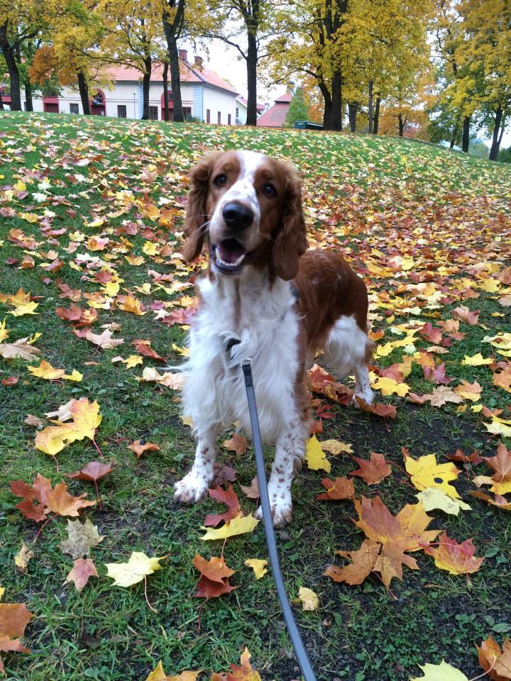 10653308_10152227645496116_1526643918483535343_n