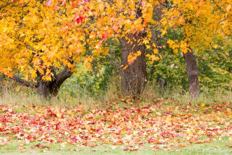 10685336_10152222993726116_838075714514122360_n