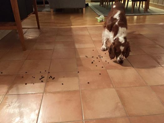 10941877_10152444381371116_3745700190550535042_n