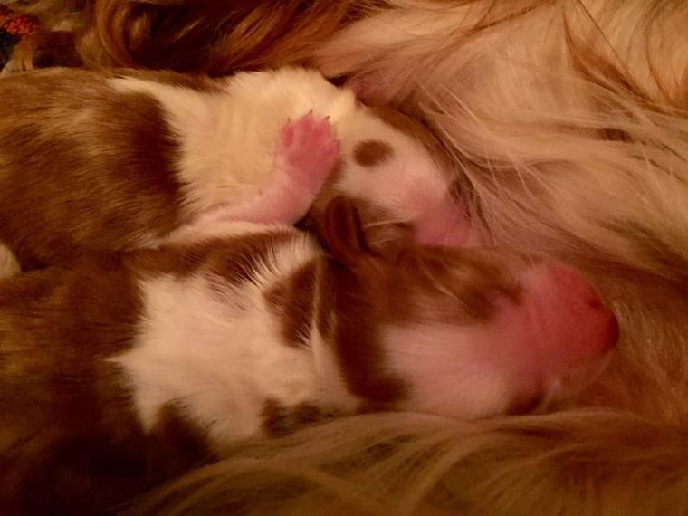 10411271_10152493576036116_6008141618290199053_n