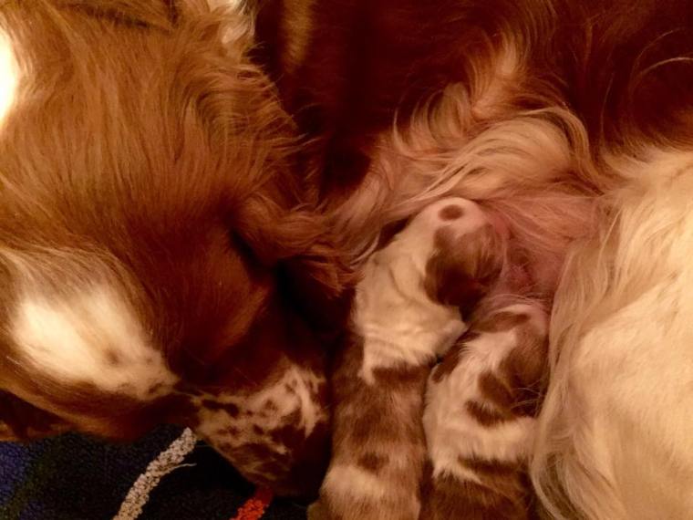 10987703_10152493575801116_5048100303853325291_n