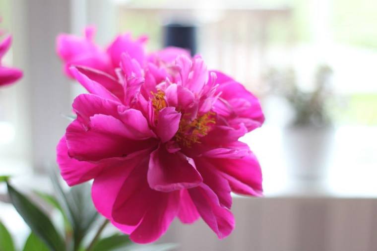 11214371_10152773556466116_2289376495814206631_n