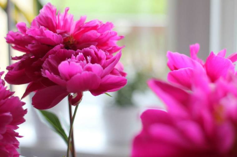 11695434_10152773556536116_3808189471049066605_n