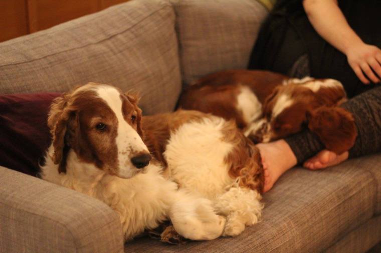 10353241_10153049428416116_8612769909014582080_o