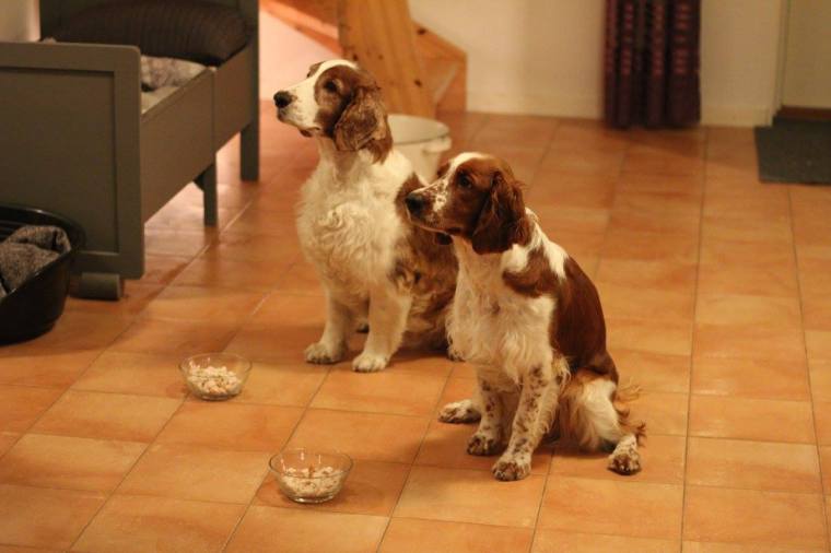 10604407_10153054327556116_8004763854790698313_o